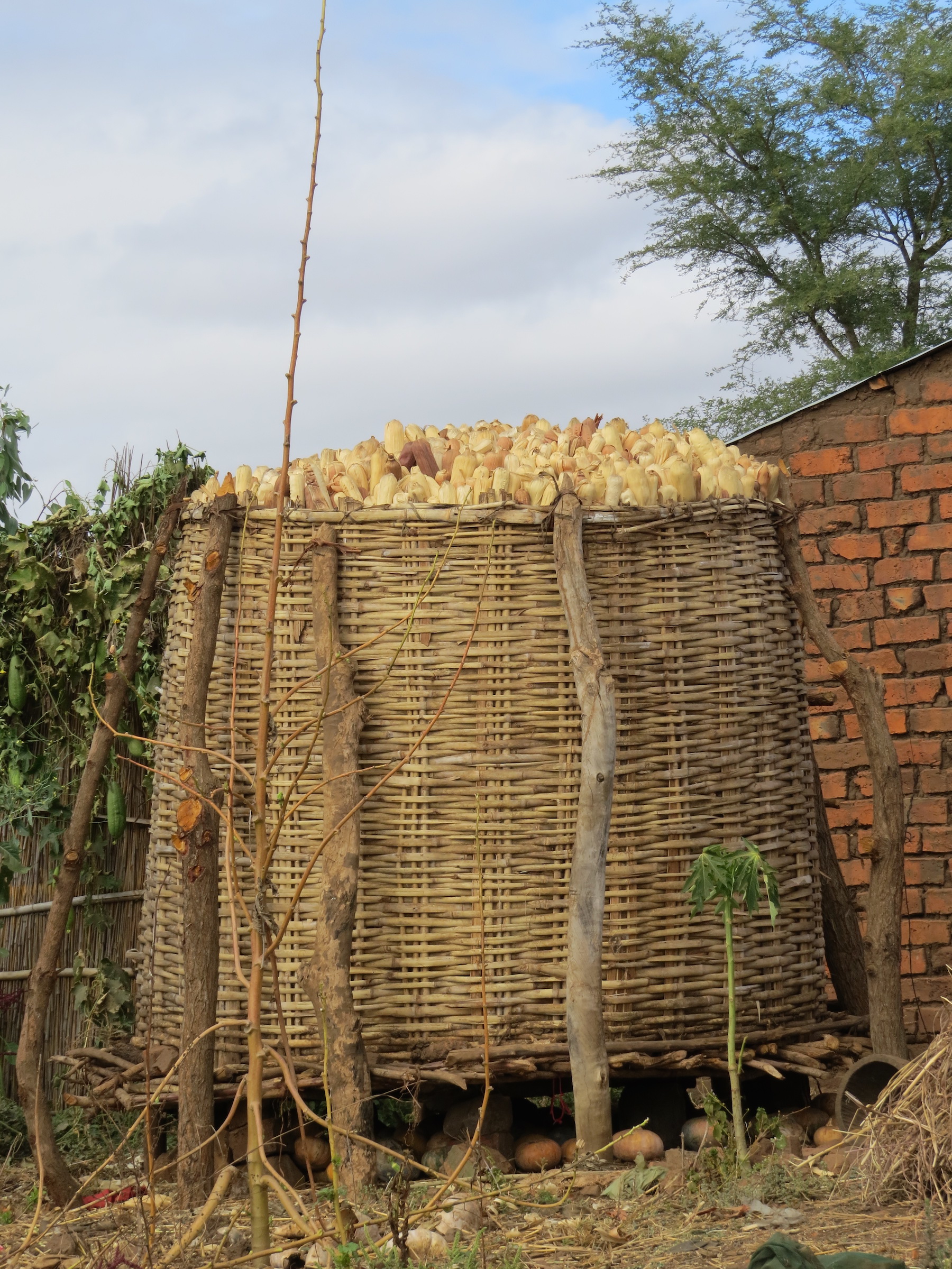Full Maize Grain Silo Nisipe, Malawi