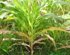 Close up of N deficiency in maize plant.