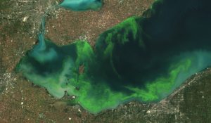 satellite image of algal blooms